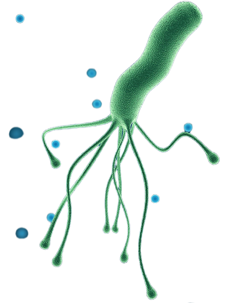 In 1994, [[H. pylori was categorized as a class I (definite) carcinogen]] by WHO