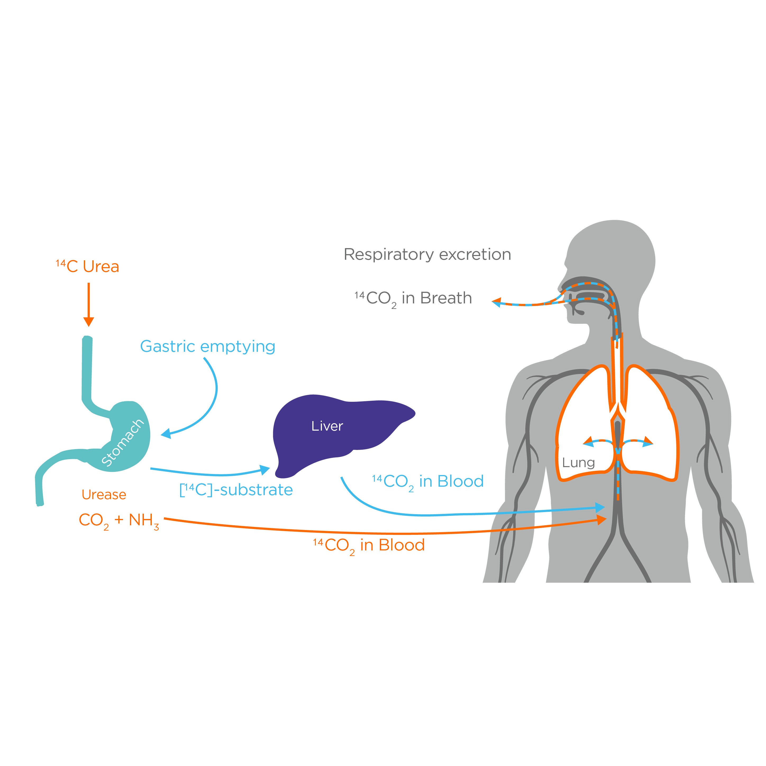 Doctor consulting with patient